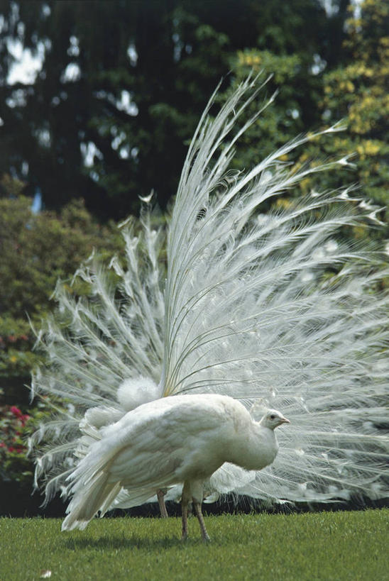 无人,竖图,室外,白天,草坪,孔雀,野生动物,意大利,科学,鸟类,庭院,一对,草,排列,自然,动物,两只,摄影,环境,生物学,国家公园,南欧,马祖尔湖,热带鸟,炫耀,彩图,鸡形目,伴侣,动物学