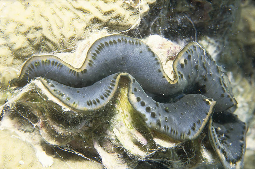 无人,横图,室外,特写,白天,海底,水下,美景,野生动物,贝壳,科学,斑点,景观,蓝色,自然,动物,景色,摄影,软体动物,环境,生物学,自然风光,巨蛤,彩图,双壳贝,动物学