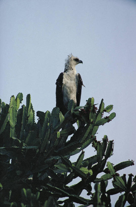 无人,坐,竖图,室外,白天,植物,野生动物,科学,鸟类,自然,动物,摄影,环境,生物学,国家公园,扎伊尔,刚果民主共和国,彩图,动物学,郊野公园