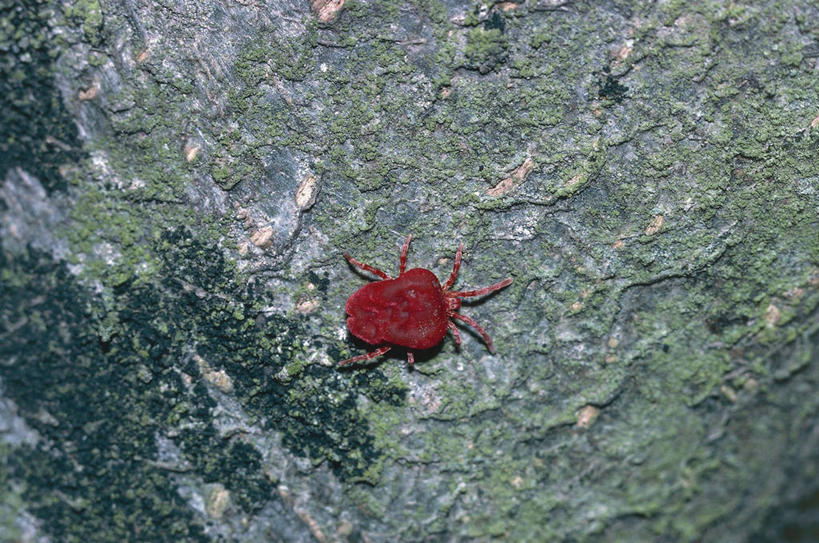 无人,横图,俯视,室外,白天,野生动物,科学,树皮,红色,自然,动物,摄影,环境,生物学,节肢动物,彩图,高角度拍摄,螨,动物学