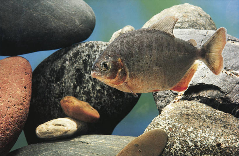 游泳,无人,横图,室外,白天,侧面,鲤鱼,科学,鱼,水产,鱼类,水族馆,自然,动物,摄影,环境,生物学,水生动物,水生物,水虎鱼,岩石,鲤子,鲤拐子,彩图,淡水生物,河鲜,动物学