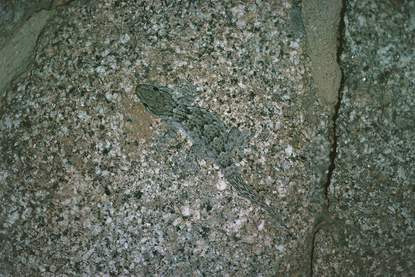 无人,横图,俯视,室外,白天,壁虎,野生动物,科学,蜘蛛,自然,动物,摄影,环境,生物学,伪装,狼蛛,肌理,式样,彩图,高角度拍摄,动物学