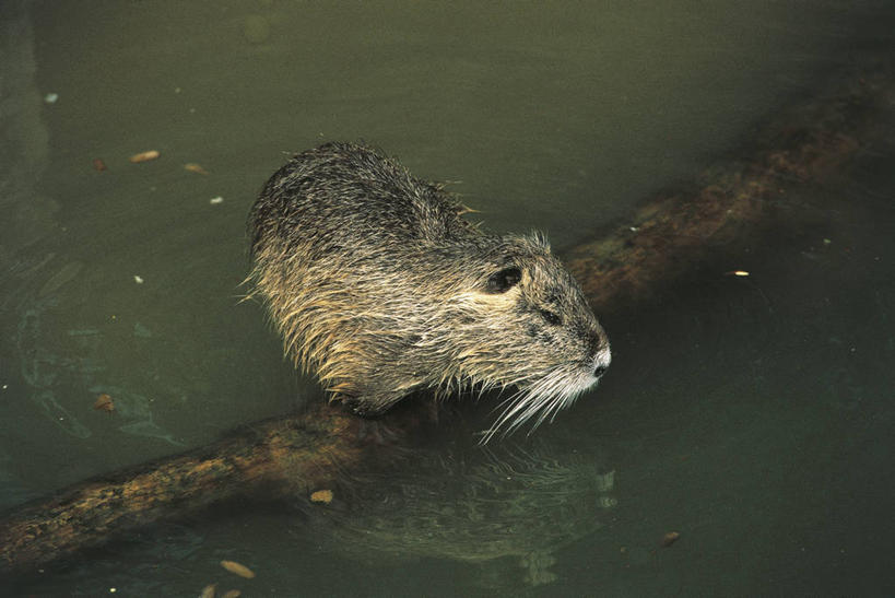 无人,横图,俯视,室外,白天,水,哺乳动物,野生动物,科学,枝,自然,动物,摄影,环境,生物学,海狸鼠,彩图,高角度拍摄,动物学