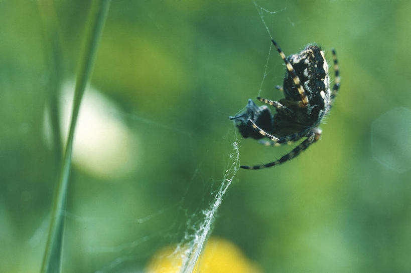 无人,横图,室外,白天,野生动物,科学,蜘蛛,蜘蛛网,自然,动物,摄影,环境,生物学,节肢动物,彩图,动物学