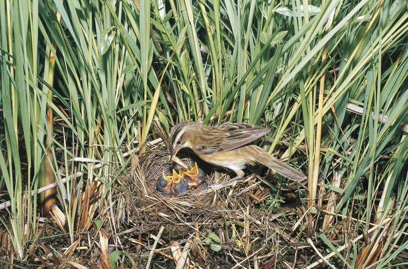 无人,横图,室外,白天,芦苇,野生动物,科学,鸟类,鸟巢,草,自然,动物,摄影,栖息,环境,生物学,关爱,喂养,鸣鸟,彩图,动物学