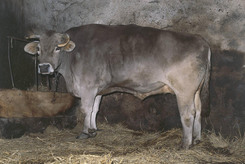 无人,农场,站,横图,室内,白天,侧面,哺乳动物,牛,野生动物,科学,稻草,动物,家畜,摄影,牲畜,生物学,偶蹄目,野牛,彩图,动物学