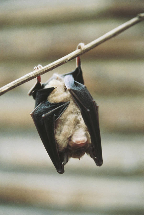 无人,竖图,室外,白天,蝙蝠,哺乳动物,野生动物,吊挂,悬挂,科学,枝,挂,自然,动物,休息,摄影,环境,生物学,颠倒,嫩枝,睡觉,彩图,动物学