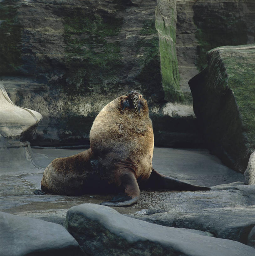 无人,竖图,方图,室外,白天,哺乳动物,海狮,野生动物,阿根廷,科学,自然,动物,南美,摄影,环境,生物学,巴塔哥尼亚,南美海狮,彩图,动物学