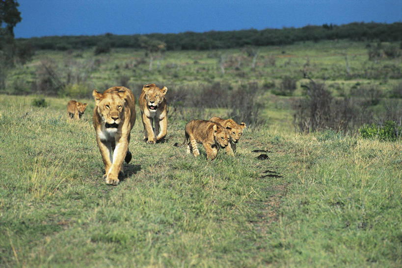 无人,横图,室外,白天,哺乳动物,野生动物,狮子,科学,雌狮,狮群,田地,草,自然,动物,平原,摄影,环境,生物学,幼兽,猫科动物,凶猛,残暴,凶残,步行,彩图,动物学