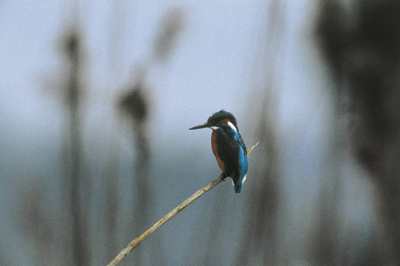 无人,横图,室外,白天,侧面,芦苇,翠鸟,野生动物,意大利,涉水,科学,鸟类,枝,自然,动物,摄影,环境,生物学,南欧,矶鹞,矶鹬,自然地理,步行,彩图,动物学