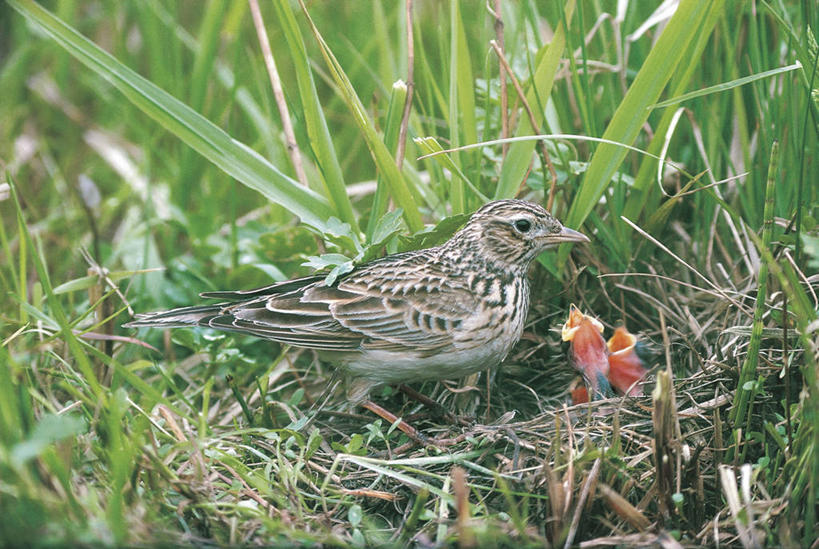 无人,横图,室外,白天,侧面,野生动物,科学,鸟类,鸟巢,草,自然,动物,摄影,栖息,环境,生物学,饥饿,喂养,百灵鸟,彩图,动物学,饿
