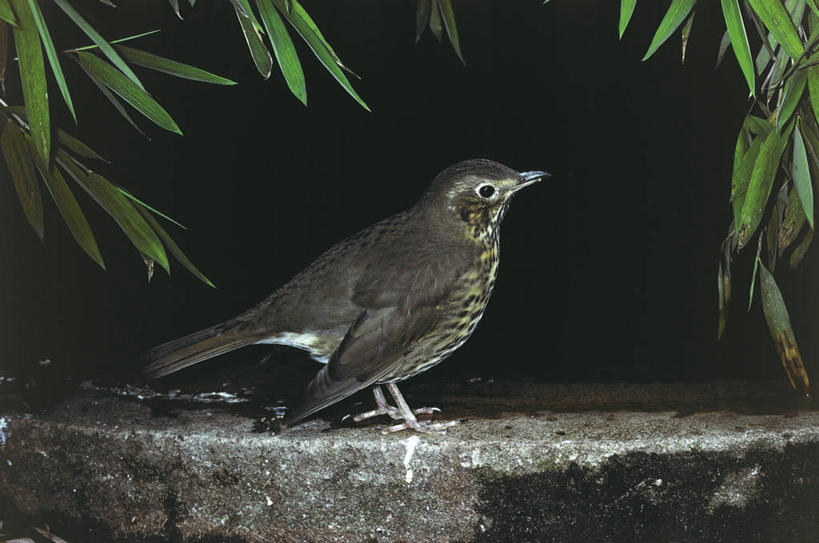 无人,横图,室外,白天,侧面,野生动物,科学,画眉,鸟类,自然,动物,摄影,栖息,环境,生物学,酵母,彩图,动物学