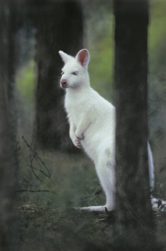 无人,病人,竖图,室外,白天,森林,哺乳动物,野生动物,科学,树,白色,自然,动物,摄影,环境,疾病,生物学,病患,皮肤病,白化病,患者,就医者,彩图,动物学