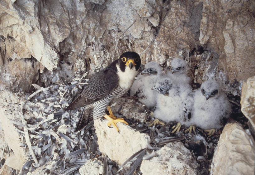 无人,横图,室外,白天,安全,野生动物,科学,鸟类,鸟巢,小鸟,自然,动物,摄影,栖息,观看,保护,环境,生物学,猎鹰,机敏,游隼,岩石,彩图,动物学