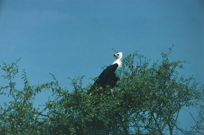 无人,横图,室外,白天,野生动物,科学,鸟类,树,天空,自然,动物,摄影,栖息,环境,生物学,万里无云,非洲鱼鹰,彩图,动物学