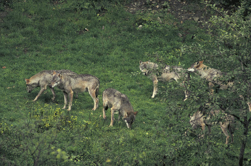 无人,站,横图,室外,白天,哺乳动物,狼,野生动物,意大利,科学,草,自然,动物,摄影,环境,生物学,国家公园,南欧,野狗,彩图,动物学,郊野公园