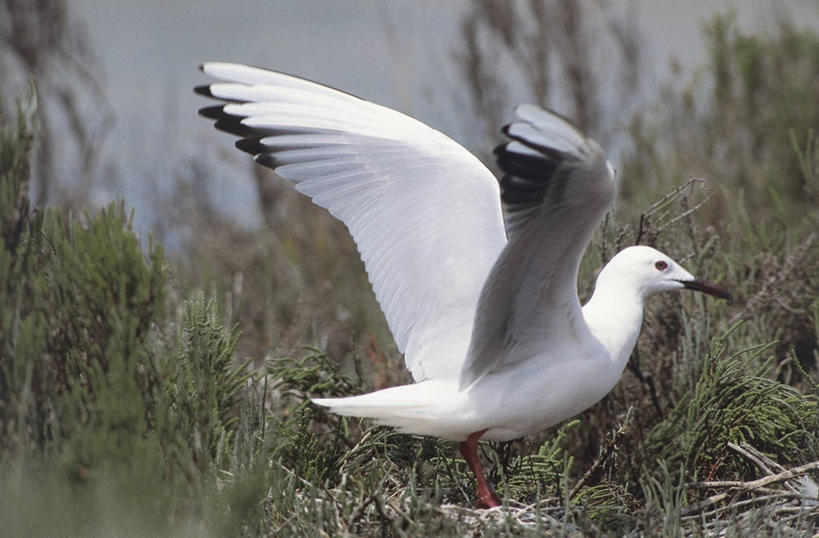 无人,站,横图,室外,白天,侧面,野生动物,科学,翅膀,鸟类,草,自然,动物,摄影,环境,生物学,彩图,动物学