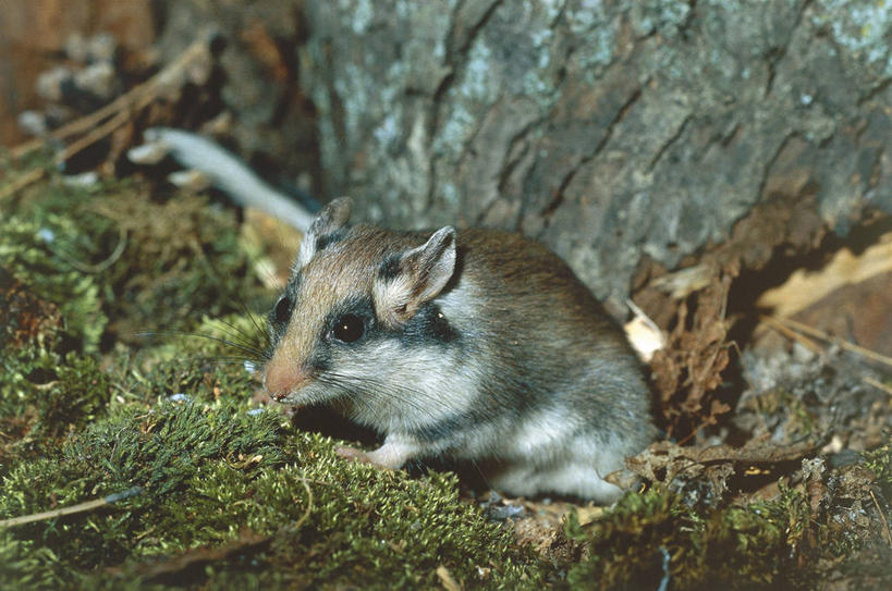 无人,横图,室外,白天,哺乳动物,野生动物,科学,自然,动物,摄影,环境,生物学,彩图,动物学