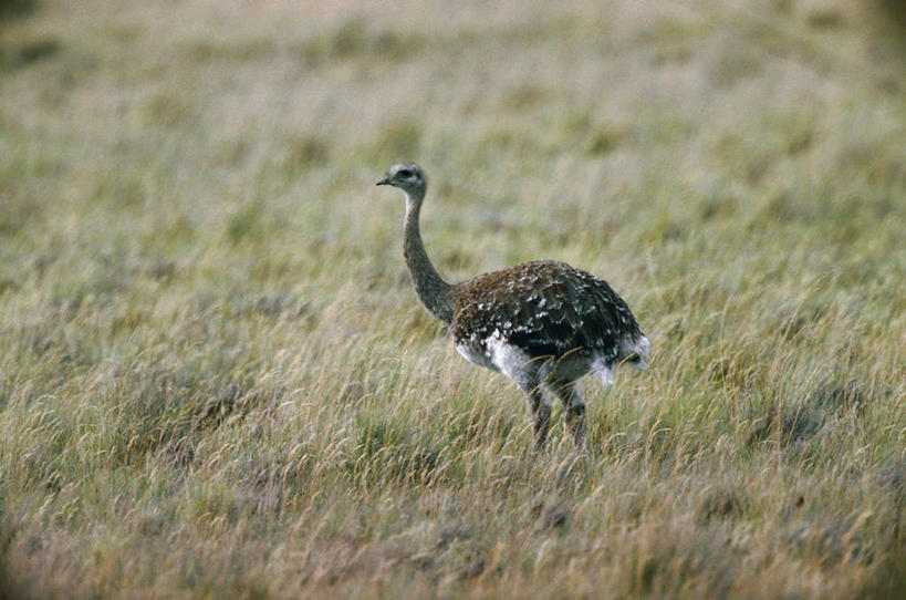 无人,横图,室外,白天,侧面,野生动物,阿根廷,科学,鸟类,草,自然,动物,南美,摄影,环境,生物学,巴塔哥尼亚,瓦尔德斯半岛,彩图,动物学,美洲小鸵