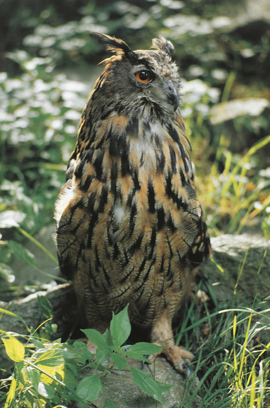 无人,竖图,室外,白天,猫头鹰,野生动物,科学,鸟类,自然,动物,看,摄影,栖息,环境,生物学,鹰雕,岩石,彩图,动物学,大雕