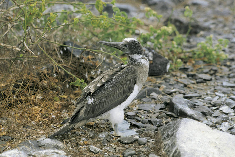 无人,横图,室外,白天,侧面,海鸟,鸟,野生动物,厄瓜多尔,科学,鸟类,自然,动物,南美,摄影,环境,生物学,加拉帕戈斯群岛,鲣鸟,结巴鸟,蓝脚鲣鸟,彩图,动物学