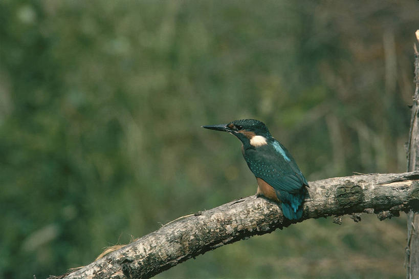 无人,横图,室外,白天,侧面,翠鸟,野生动物,科学,鸟类,枝,树,自然,动物,摄影,栖息,环境,生物学,彩图,动物学