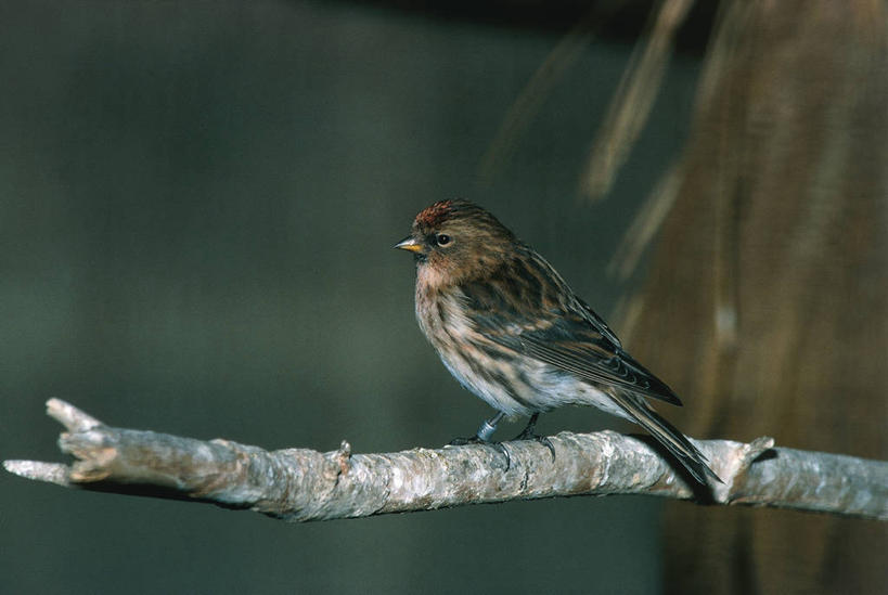 无人,坐,横图,室外,白天,野生动物,科学,鸟类,自然,动物,摄影,栖息,环境,生物学,朱顶雀,彩图,动物学