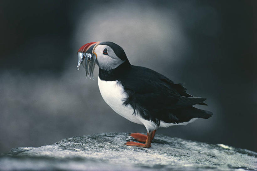 无人,站,吃,横图,室外,白天,侧面,海鸟,鸟,野生动物,科学,鸟类,捕食,鱼类,自然,动物,可爱,摄影,活泼,环境,生物学,角嘴海雀,海雀,海鸦,彩图,动物学