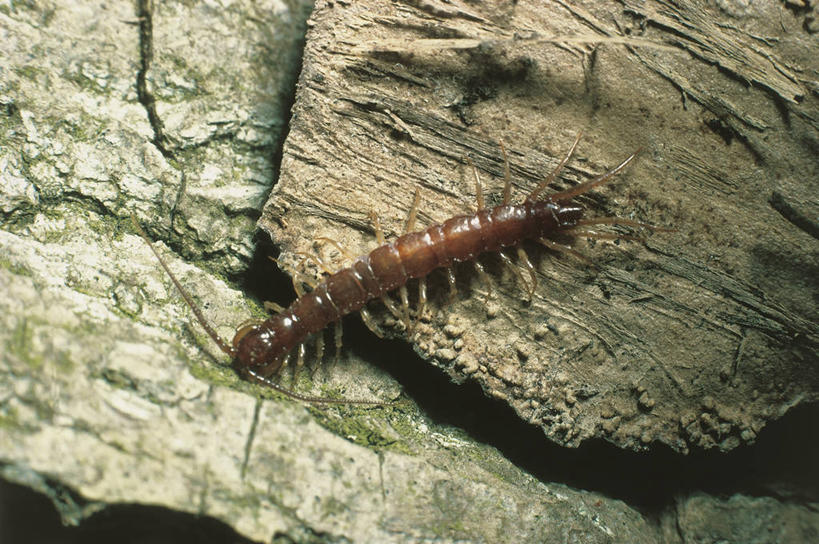 无人,横图,俯视,室外,白天,野生动物,科学,自然,动物,摄影,环境,生物学,节肢动物,蜈蚣,彩图,高角度拍摄,动物学