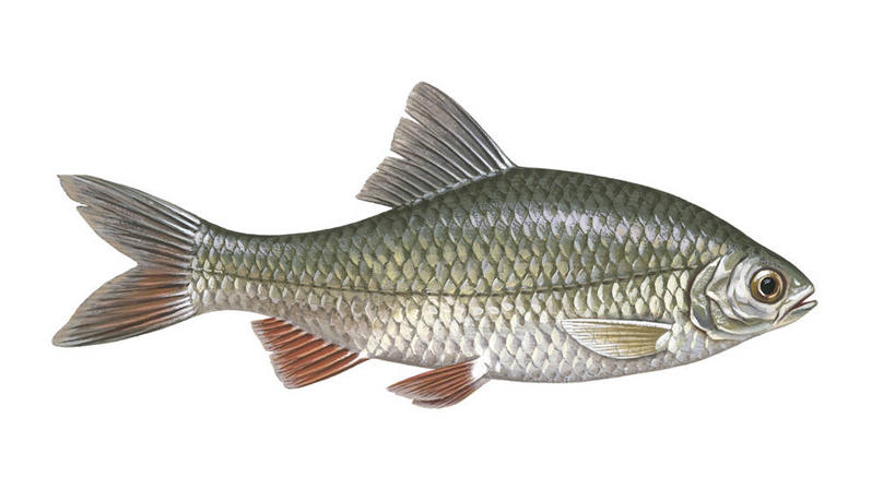 无人,横图,鲤鱼,科学,鱼,食品,水产,鱼类,摄影,生物学,水生动物,水生物,海产,鲤子,鲤拐子,彩图,淡水生物,河鲜,动物学