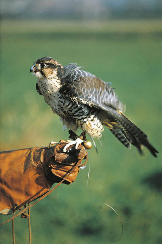 手,一个人,竖图,室外,特写,白天,科学,鸟类,皮革,动物,家畜,人体,摄影,部分,控制,生物学,猎鹰,彩图,服从,动物学