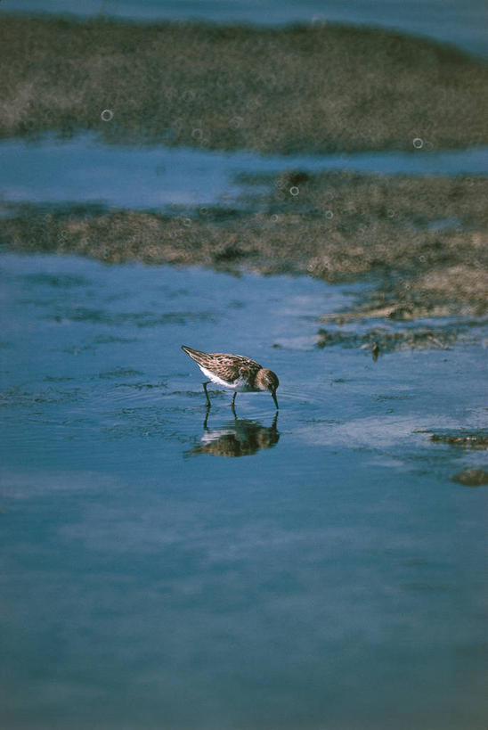 无人,站,竖图,室外,白天,侧面,湖,野生动物,喝,涉水,弯腰,科学,鸟类,自然,动物,摄影,环境,生物学,彩图,动物学