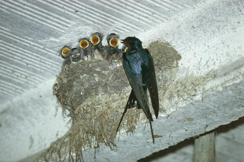 无人,横图,室内,夜晚,野生动物,燕子,科学,鸟类,鸟巢,墙,角落,自然,动物,摄影,栖息,环境,生物学,饥饿,家燕,喂养,彩图,动物学,饿