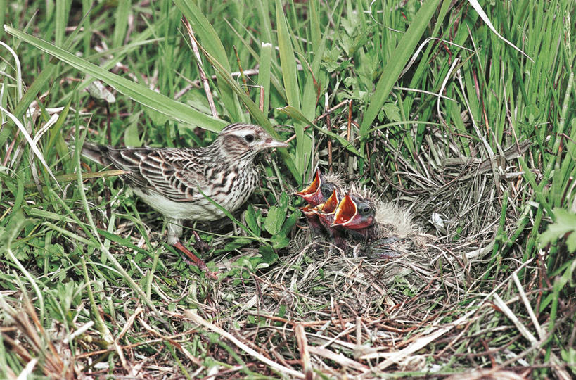 无人,横图,室外,白天,野生动物,科学,鸟类,鸟巢,小鸟,依靠,草,自然,动物,摄影,栖息,环境,生物学,脆弱,关爱,饥饿,喂养,彩图,弱点,动物行为,动物学,饿