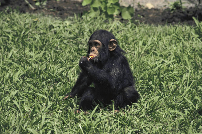 无人,坐,吃,横图,室外,白天,哺乳动物,野生动物,猴子,叶子,科学,草,自然,动物,摄影,环境,生物学,灵长目,矮黑猩猩,彩图,动物学