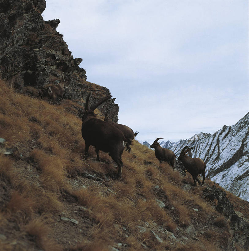 无人,站,竖图,方图,室外,白天,山,哺乳动物,野生动物,羊,意大利,科学,自然,动物,可爱,摄影,活泼,环境,生物学,国家公园,南欧,偶蹄目,野山羊,悬羊,大帕拉迪索国家公园,山羊,彩图,西伯利亚北山羊,动物学,郊野公园