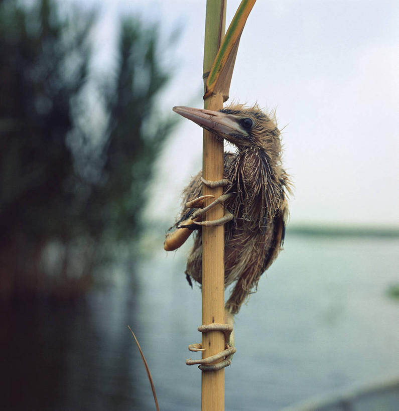 无人,竖图,方图,室外,白天,植物,鸟,野生动物,科学,鸟类,茎,枝,小鸟,拿着,自然,动物,握紧,摄影,环境,生物学,鹳,嫩枝,彩图,动物学