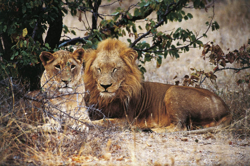 西方人,无人,躺,横图,室外,白天,哺乳动物,野生动物,狮子,欧洲,非洲,南非,黑人,欧洲人,科学,树荫,一对,排列,自然,动物,两只,摄影,环境,生物学,猫科动物,鬃毛,缅因州,德兰士瓦省,新英格兰,非洲人,闭着眼睛,彩图,动物学