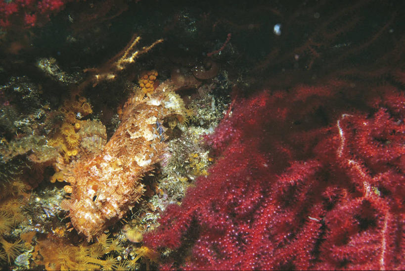 无人,横图,室外,水下,海洋,水,野生动物,科学,鱼,珊瑚,鱼类,自然,动物,摄影,鲉,鲈鱼,环境,生物学,咸水鱼,花鲈,鲈板,鲈子鱼,彩图,动物学