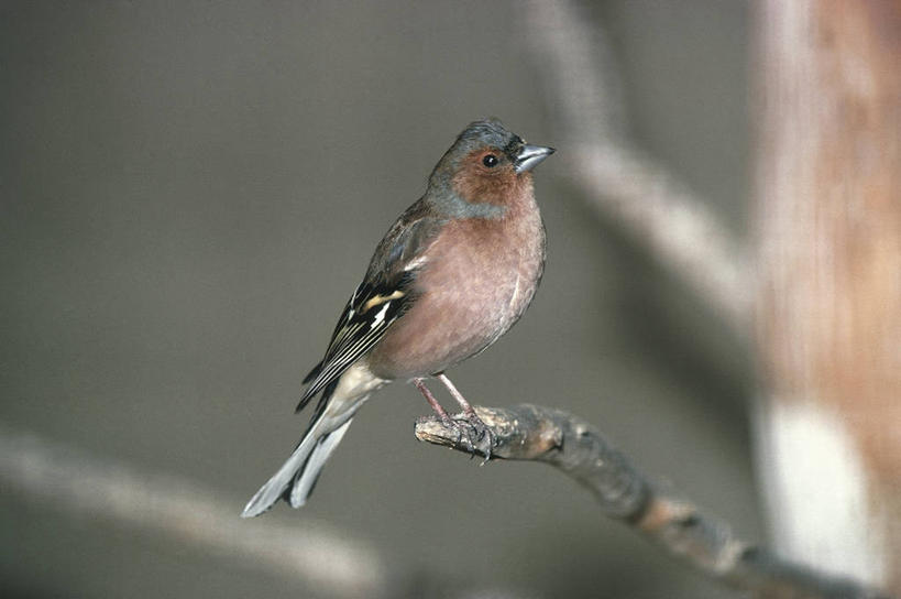 无人,坐,横图,室外,白天,野生动物,科学,鸟类,枝,自然,动物,摄影,栖息,环境,生物学,嫩枝,苍头燕雀,彩图,动物学