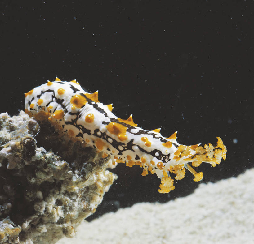 无人,横图,方图,室外,水下,海洋,水,野生动物,科学,无脊椎动物,自然,动物,摄影,环境,生物学,棘皮动物,彩图,动物学