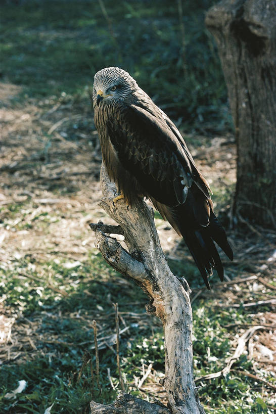 无人,竖图,室外,白天,侧面,野生动物,科学,鸟类,枝,自然,动物,摄影,栖息,环境,生物学,彩图,动物学,赤鸢