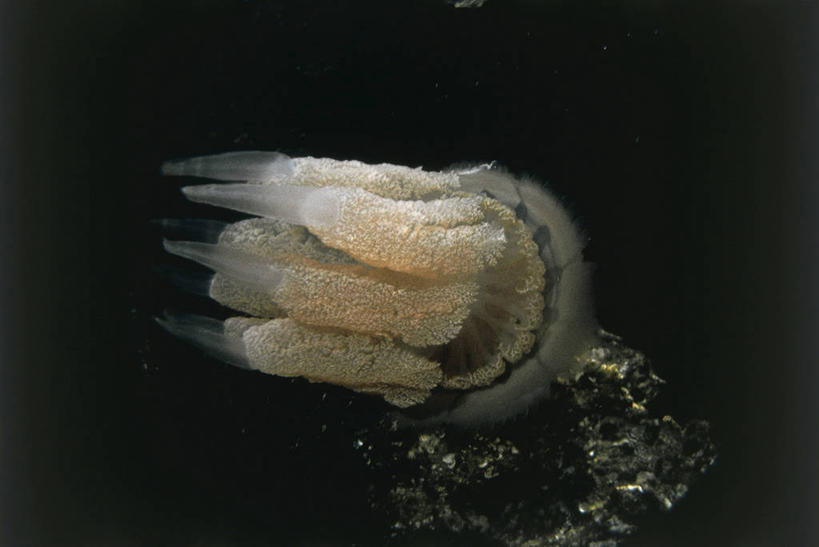 游泳,无人,横图,室外,水下,海洋,水,野生动物,科学,无脊椎动物,自然,动物,摄影,环境,生物学,刺胞动物,水母,彩图,动物学