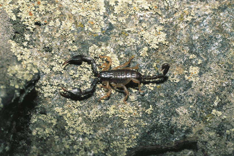 无人,横图,俯视,室外,白天,野生动物,科学,自然,动物,摄影,环境,生物学,节肢动物,蝎子,岩石,彩图,高角度拍摄,动物学