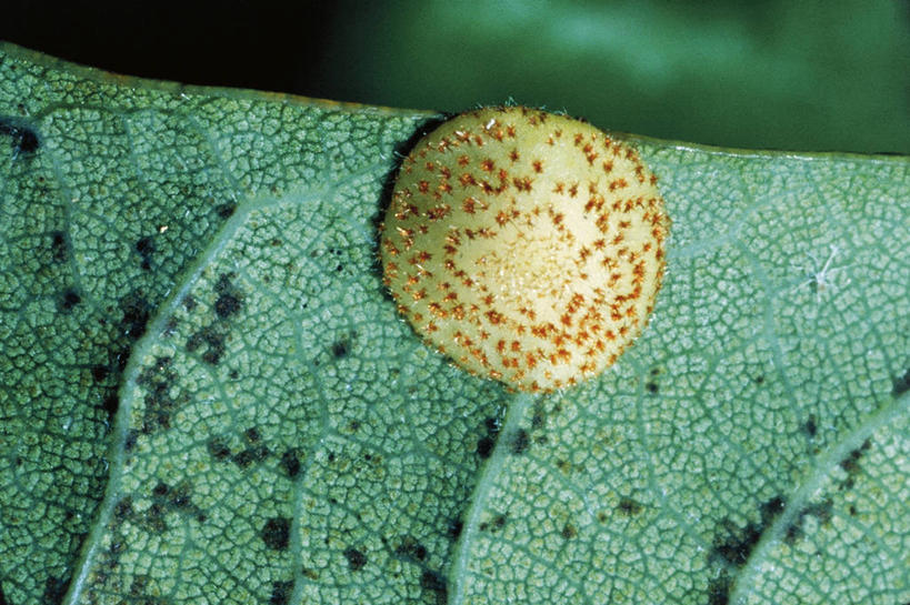 无人,横图,室外,白天,野生动物,微生物,叶子,科学,昆虫,自然,动物,摄影,环境,生物学,节肢动物,益虫,原生动物,叶脉,彩图,动物学