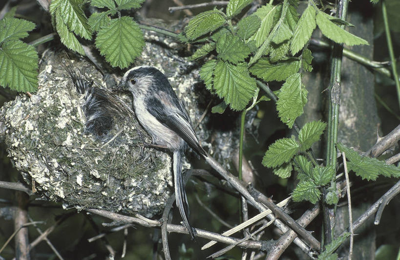 无人,横图,室外,夜晚,侧面,野生动物,叶子,照明,科学,长尾山雀,鸟类,山雀,鸟巢,灯光,灯,树,自然,动物,灯具,摄影,栖息,环境,照亮,生物学,照明设备,闪光灯,彩图,动物学