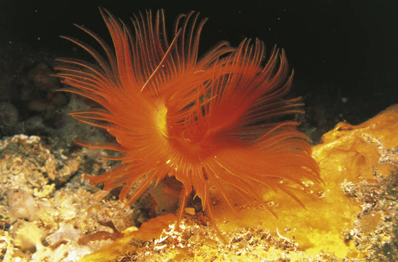 无人,横图,室外,特写,白天,海底,水下,海洋,水,野生动物,科学,触须,自然,动物,摄影,环境,生物学,蠕虫,彩图,环节动物,动物学