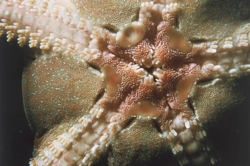 无人,横图,室外,特写,水下,海洋,水,海星,野生动物,科学,无脊椎动物,自然,动物,摄影,环境,生物学,棘皮动物,海蛇尾,彩图,动物学