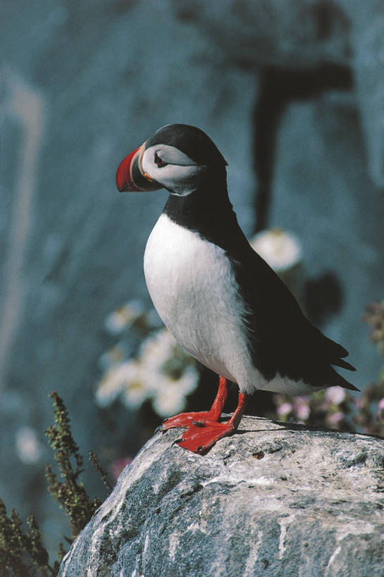 无人,竖图,室外,白天,侧面,海鸟,鸟,野生动物,挪威,科学,鸟类,自然,动物,可爱,摄影,活泼,环境,生物学,角嘴海雀,斯堪狄纳维亚半岛,海雀,海鸦,岩石,彩图,动物学