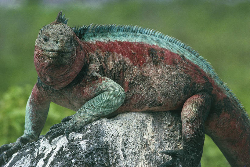 无人,坐,横图,室外,特写,白天,野生动物,蜥蜴,厄瓜多尔,科学,鬣蜥,自然,动物,摄影,环境,生物学,石龙子,泉龙,猪婆蛇,四脚蛇,蜴,海鬣蜥,加拉帕戈斯群岛,岩石,彩图,动物学